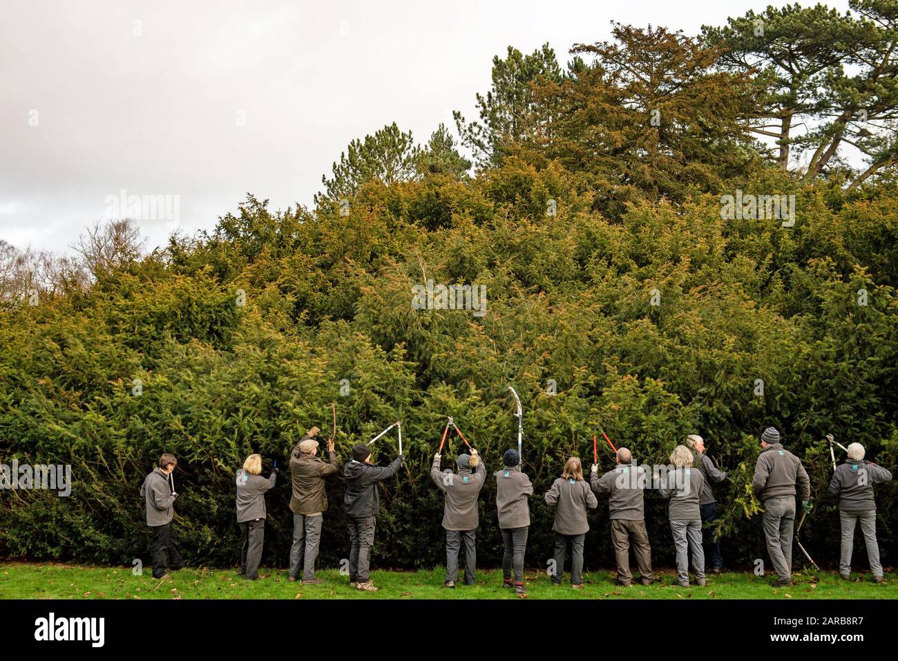 Volunteers taking part in the 'Great Yew' during the annual prune of the 400-year-old yew at the National Trust's Shugborough Estate in Staffordshire. Stock Photo