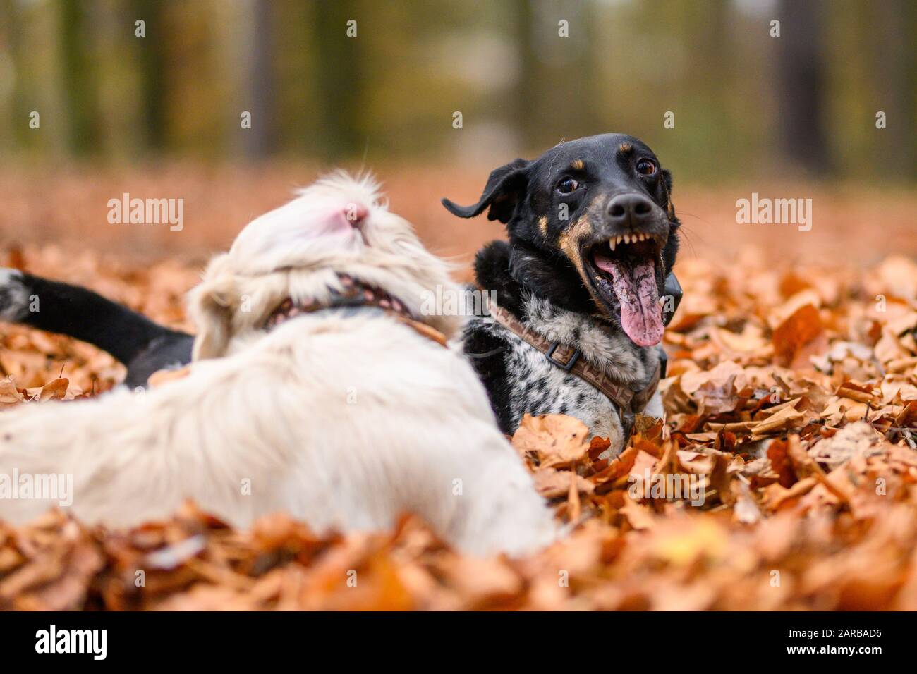 Young golden retriver playing in fallen leaves Stock Photo