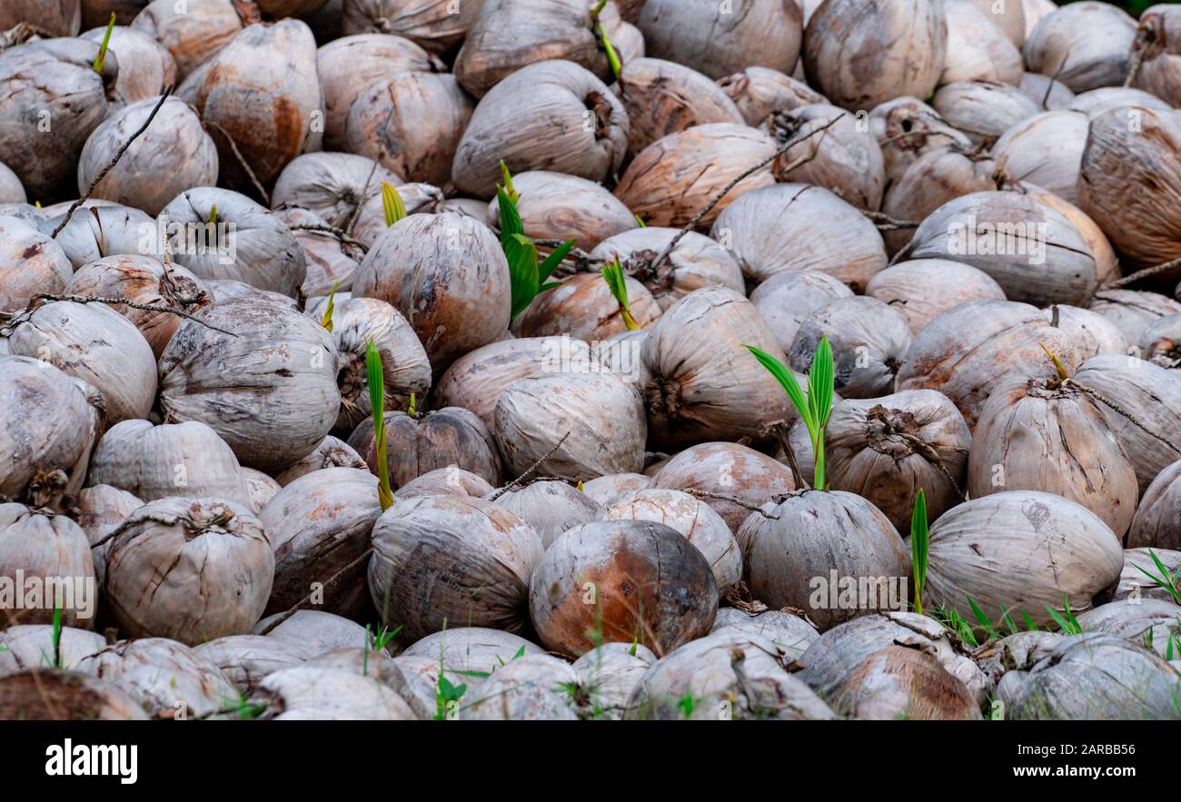 Young coconut palm tree sprout hires stock photography and images Alamy
