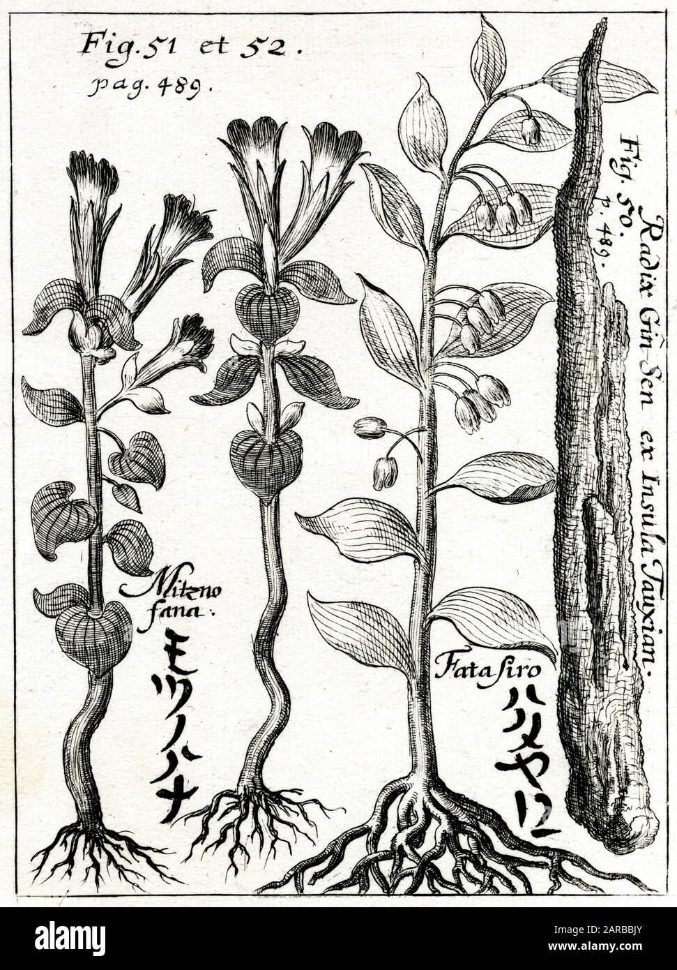 Panax Ginseng or Ginseng root (on right) and other plants.     Date: 1690 Stock Photo