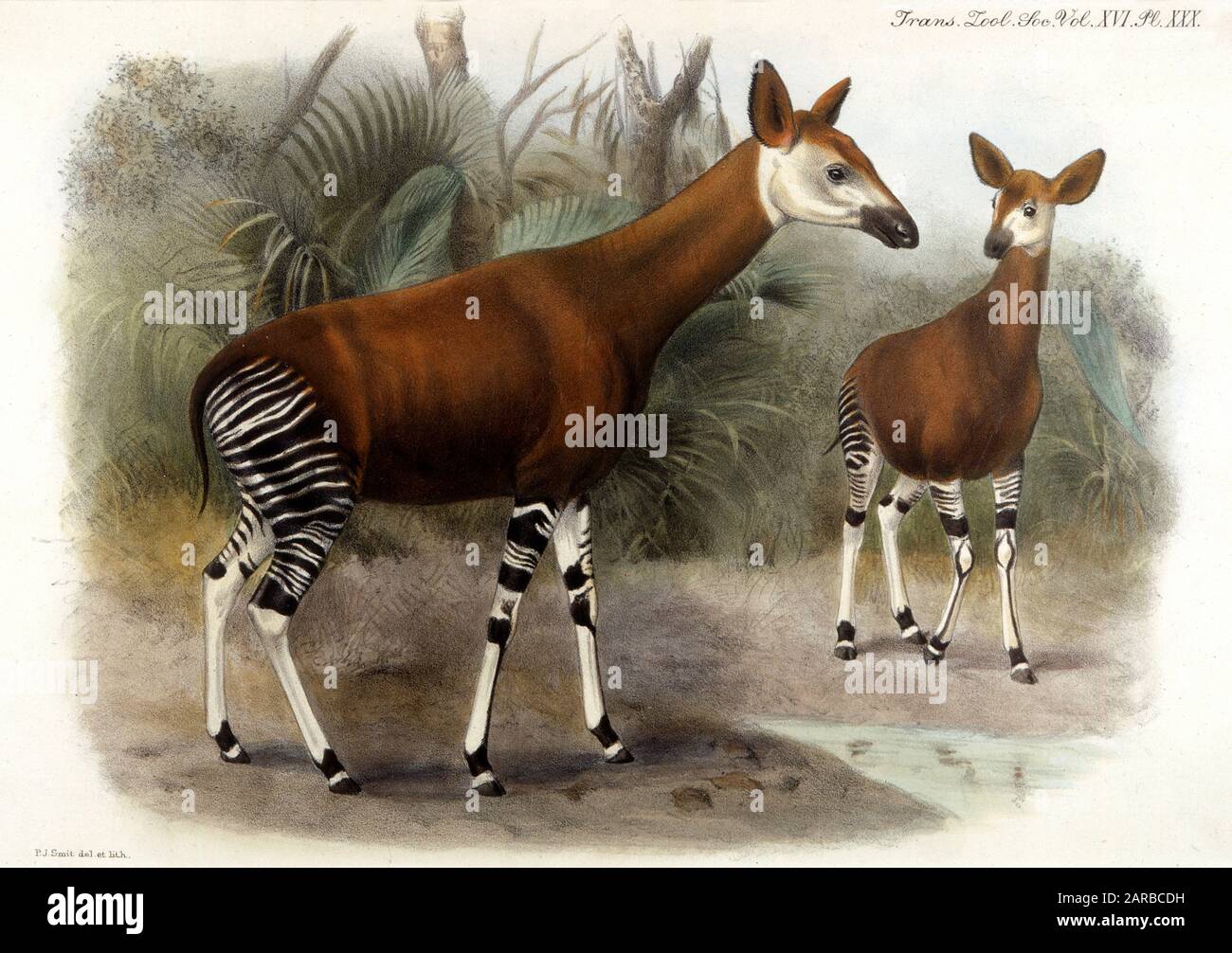 1903 hi-res stock photography and images - Alamy