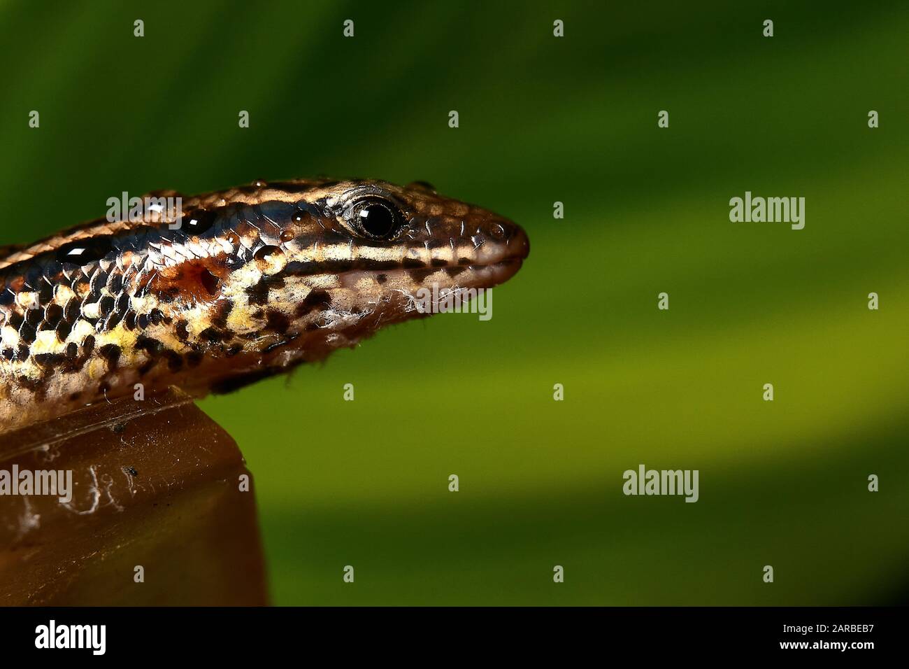 Closeup of Grass lizard or asian grass lizard isolated on green leaf background. macro view - image Stock Photo