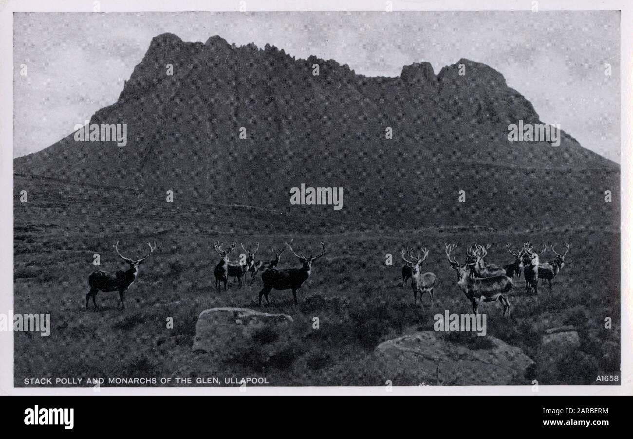 Stack Polly (Stac Pollaidh) and Monarchs of the Glen, Ullapool - a village of around 1,500 inhabitants in Ross and Cromarty, Scottish Highlands, located around 45 miles north-west of Inverness.     Date: circa 1910s Stock Photo