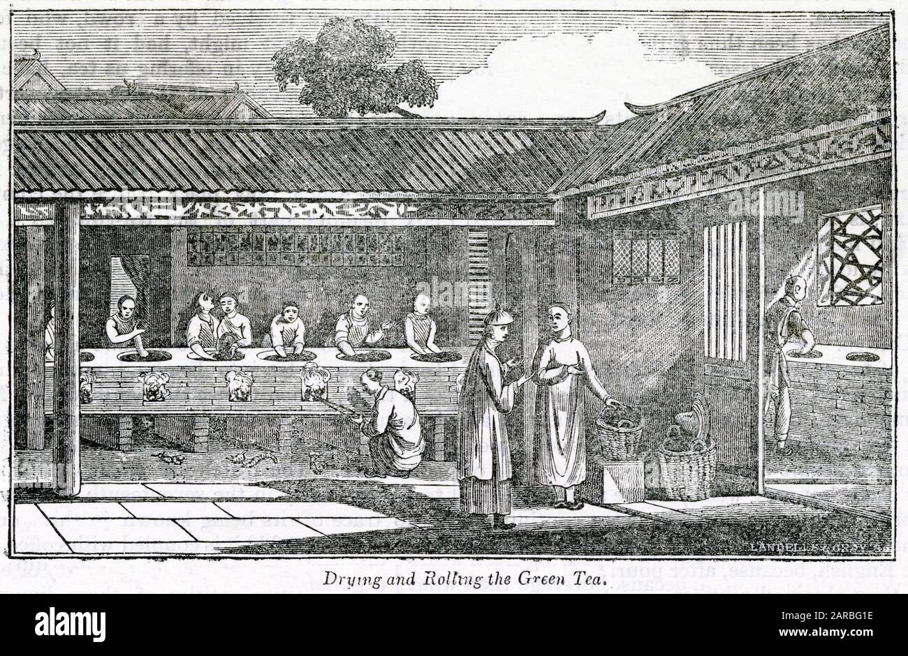 Drying and rolling the green tea, China. (3 of 4 Stock Photo - Alamy