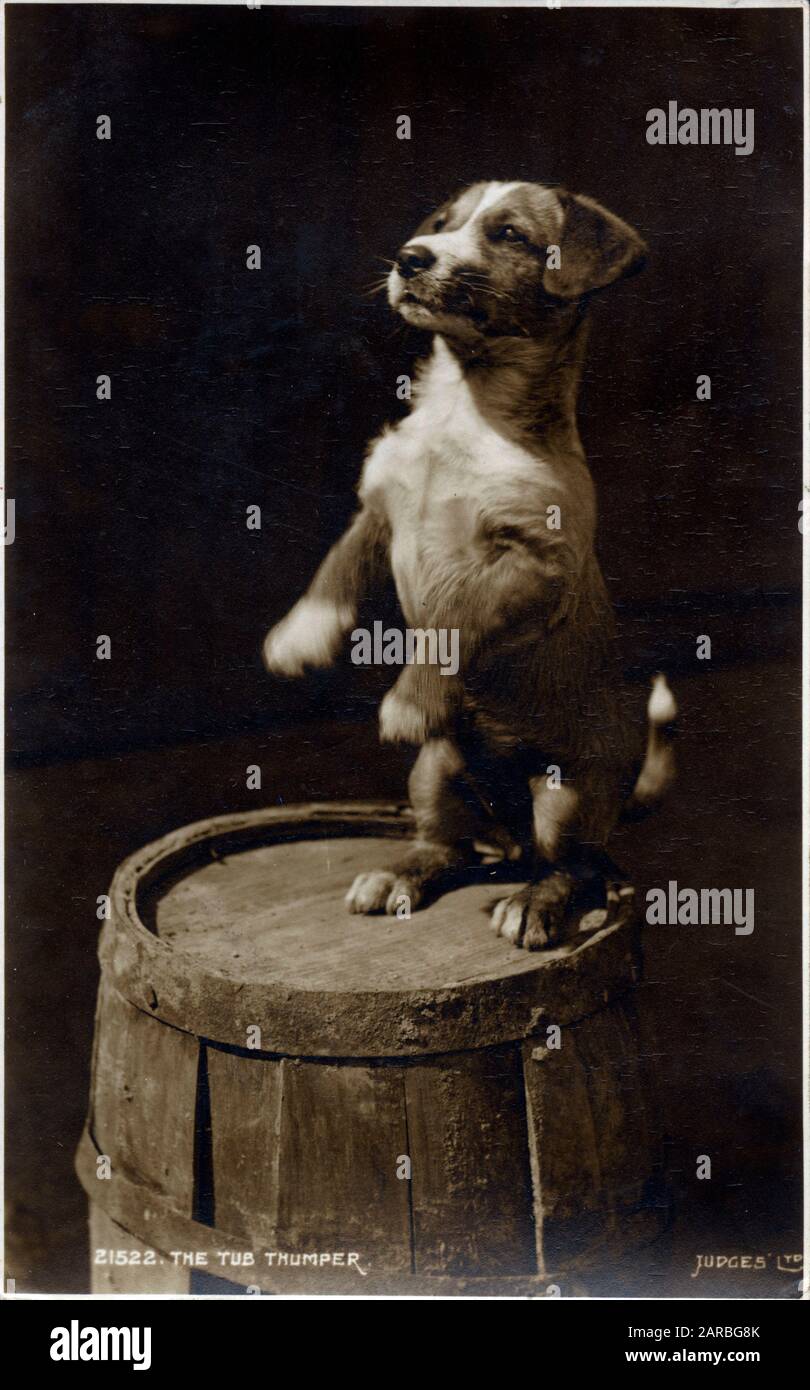 'The Tub Thumper' - a small Jack Russell terrier puppy rears up expectantly on hind legs.     Date: 1942 Stock Photo