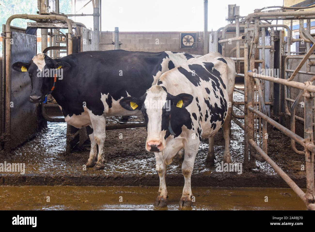 Hamersleben, Germany. 26th Aug, 2019. Two dairy cows stand in the barn of the agricultural cooperative eG Hamersleben. With the help of transponders hanging around their necks, they are guided alternately via sluice gates to the feeding areas, the rest area and the milking robots. Credit: Stephan Schulz/dpa-Zentralbild/ZB/dpa/Alamy Live News Stock Photo
