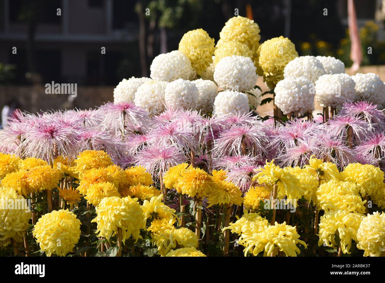 Chrysanthemums in full bloom. Stock Photo