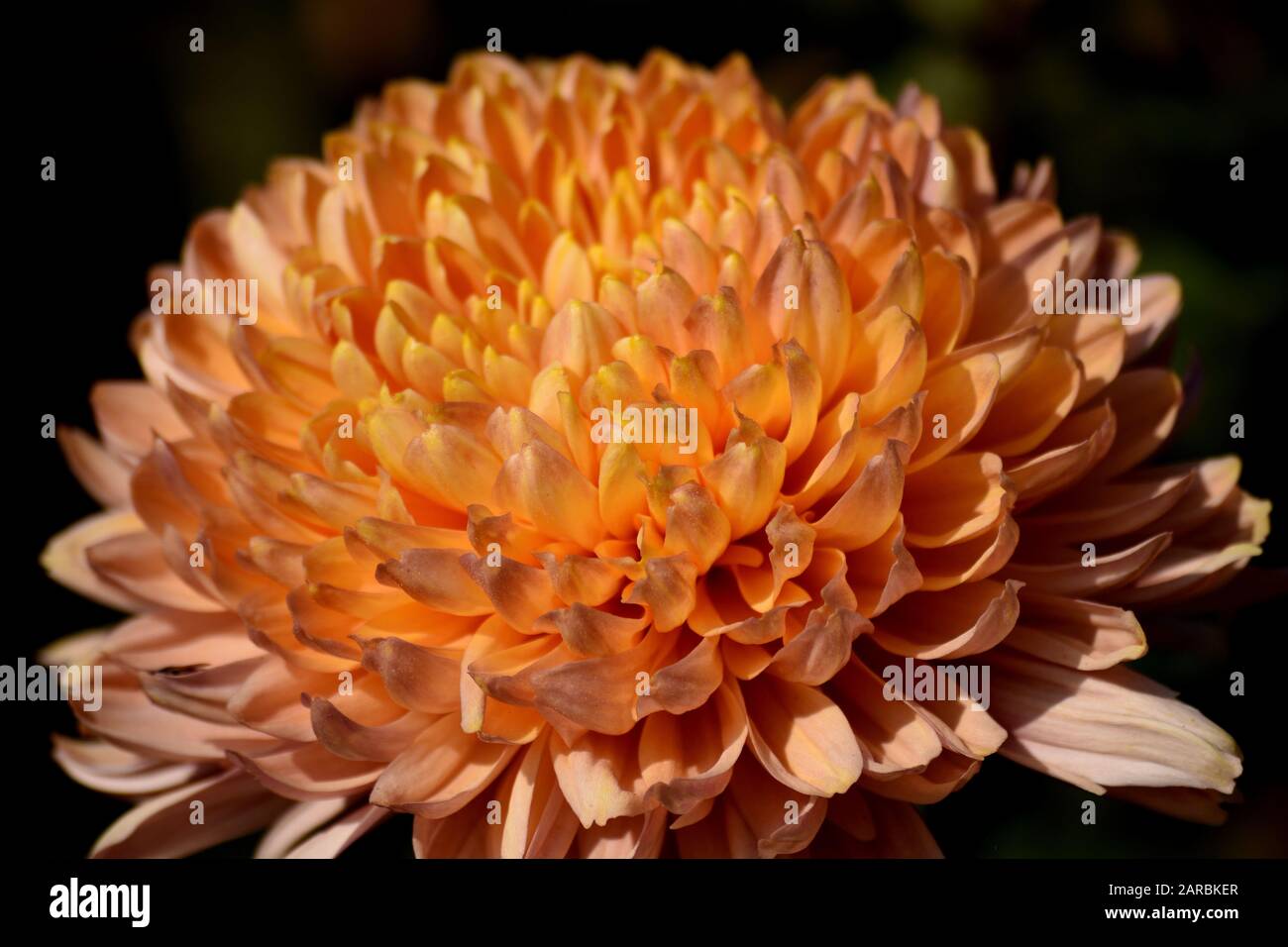 An orange chrysanthemum against a dark background Stock Photo - Alamy