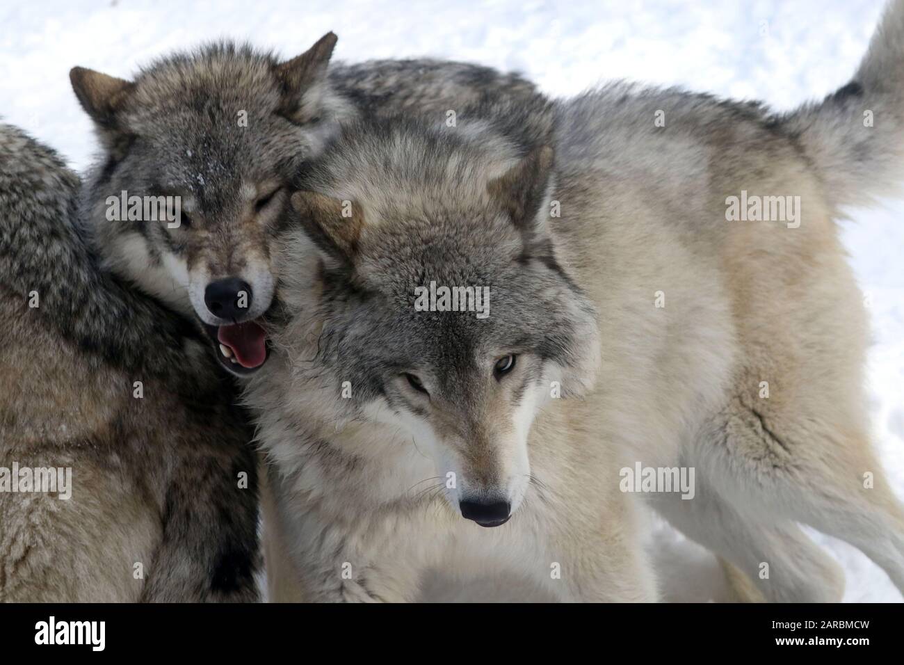 Gray wolves in snow Stock Photo - Alamy