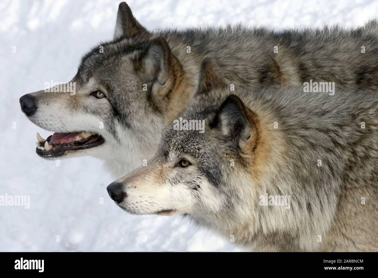 Grey Wolves in winter Stock Photo - Alamy