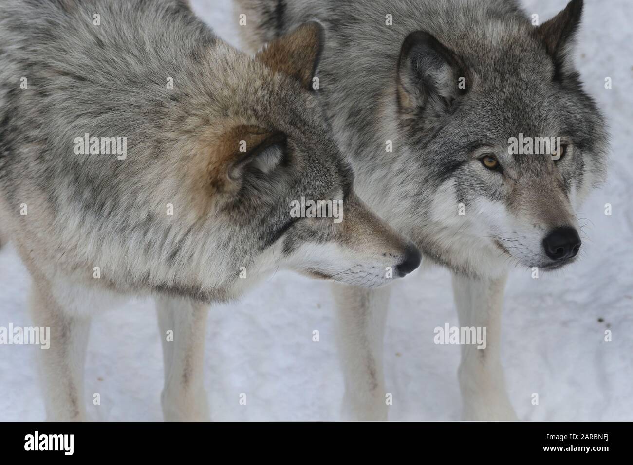 Wolf with tail between legs hi-res stock photography and images - Alamy