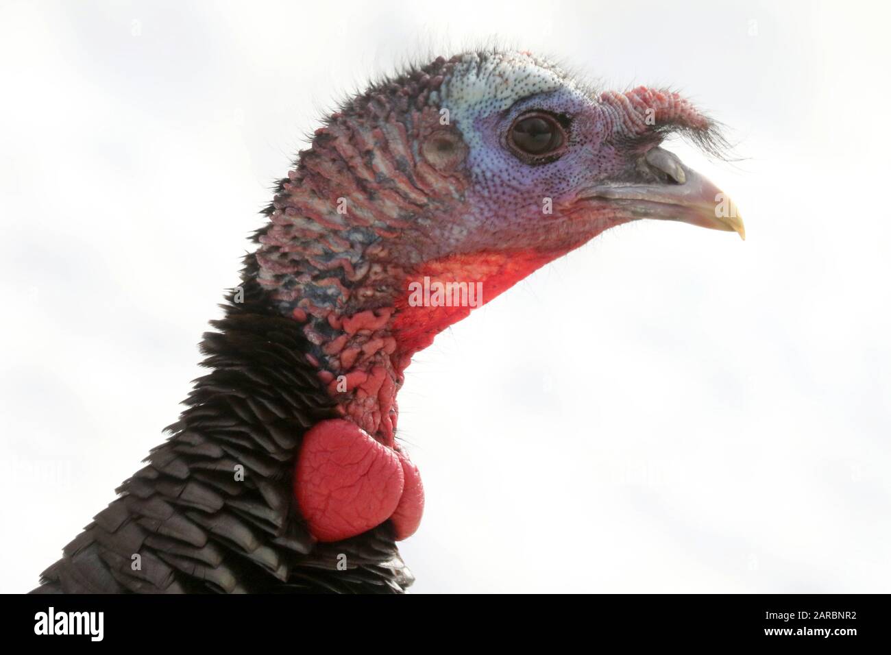 Wild Turkey Head White High Resolution Stock Photography and Images - Alamy