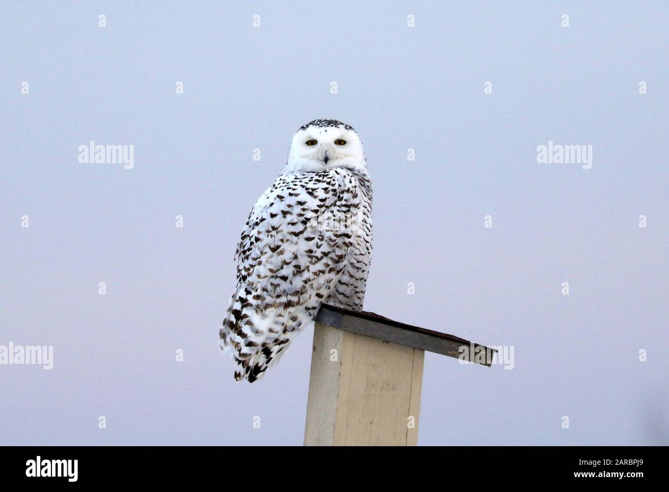 Snowy owl perching on birdhouse Stock Photo
