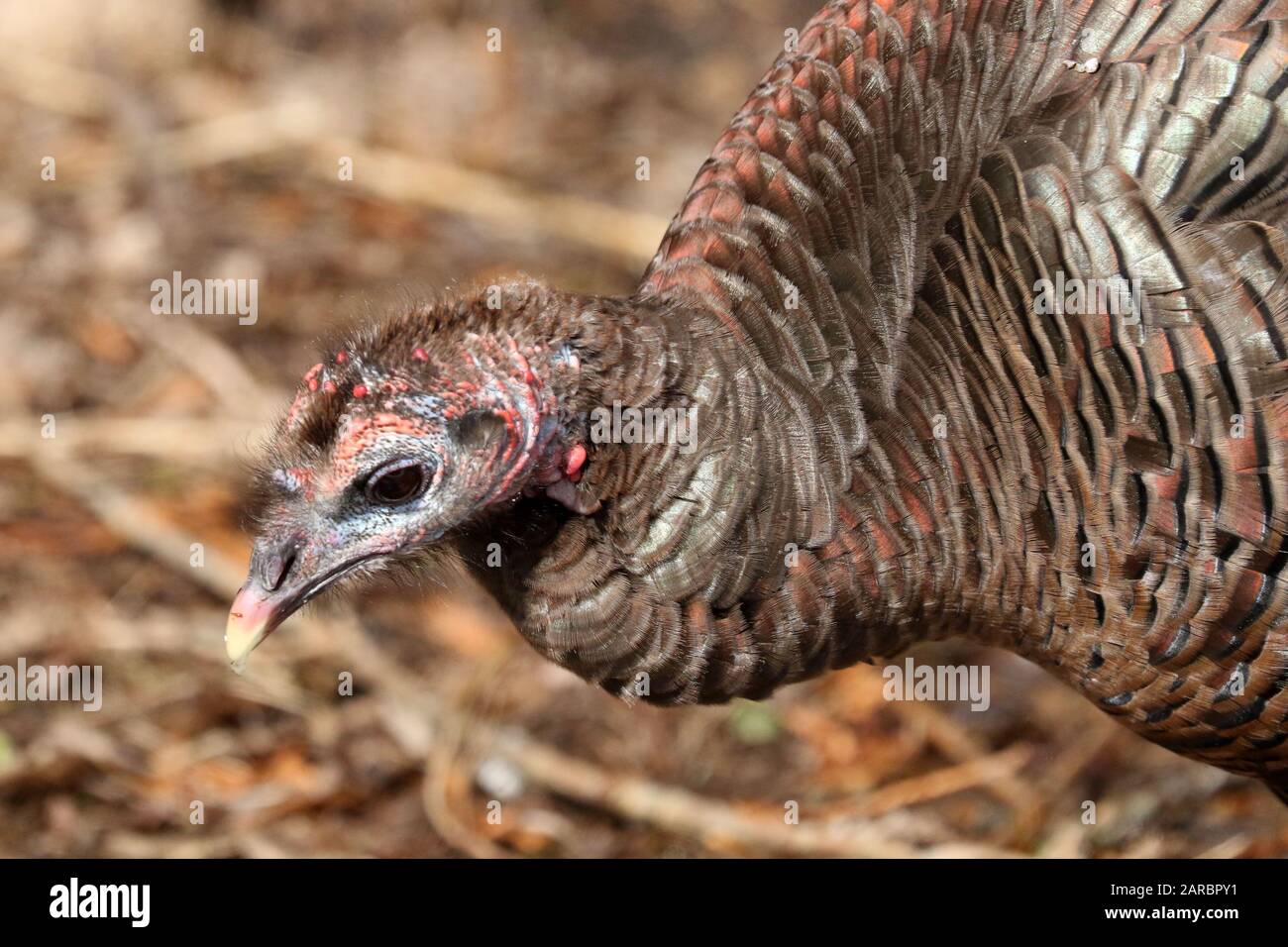 Wild Turkey hens in forest Stock Photo Alamy