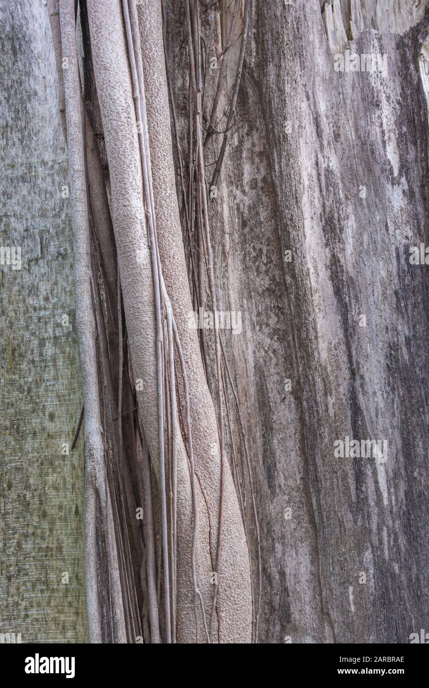 Young branches and trunks of clustered young trees in a hedgerow. Tree abstract, abstraction in nature. Black white version available - 2ARBRB5. Stock Photo