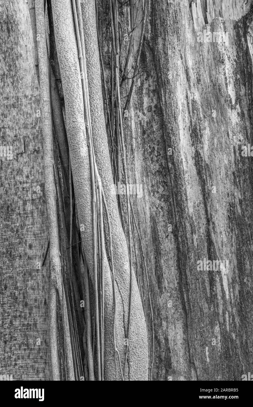 Black & white shot of young branches and trunks of clustered young trees in hedgerow. Tree abstract, abstraction in nature. Colour version is 2ARBRAE. Stock Photo