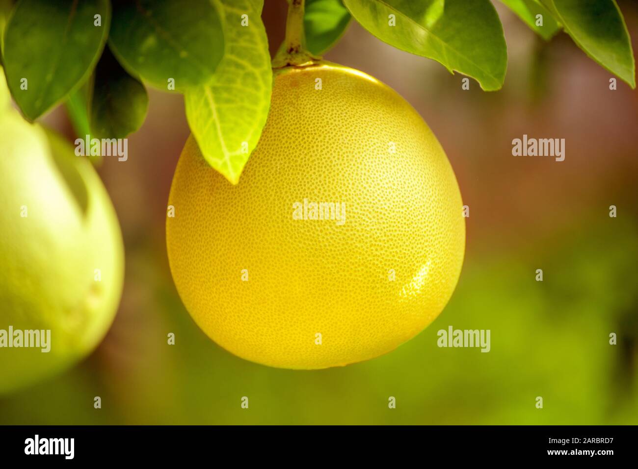 Ripe pomelo fruits hang on the trees in the citrus garden. Harvest of tropical pomelo in orchard