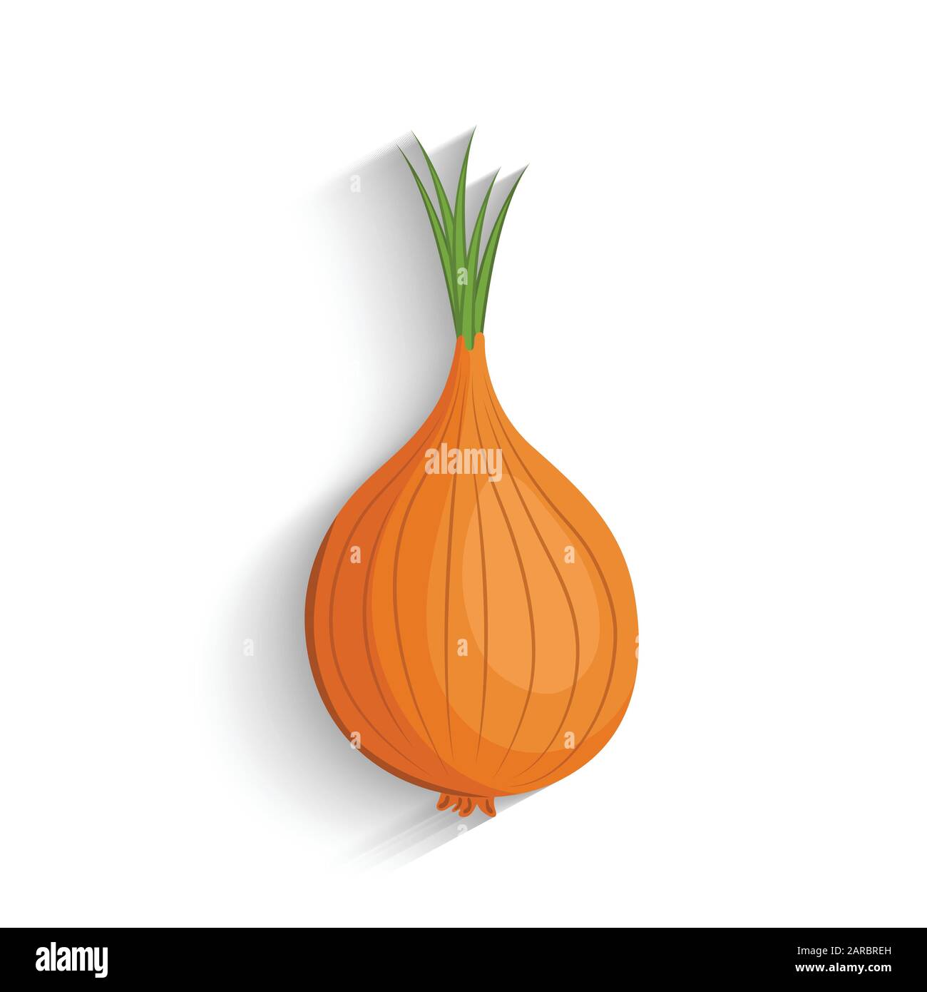 Onion, vector illustration. fresh white onion. Stock Vector