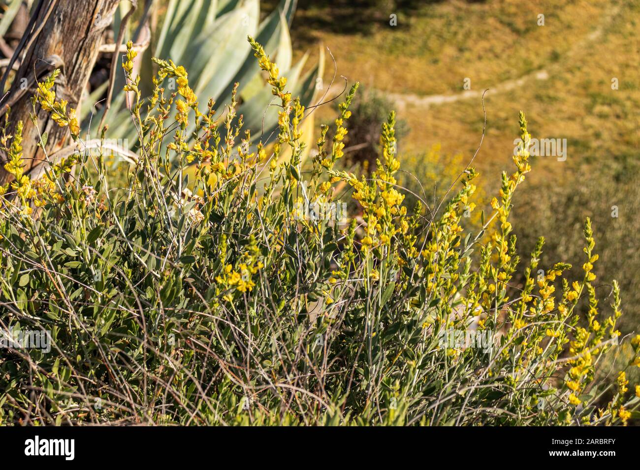 Genisteae,  Broom Plants of the Mediterranean Region Spain Stock Photo