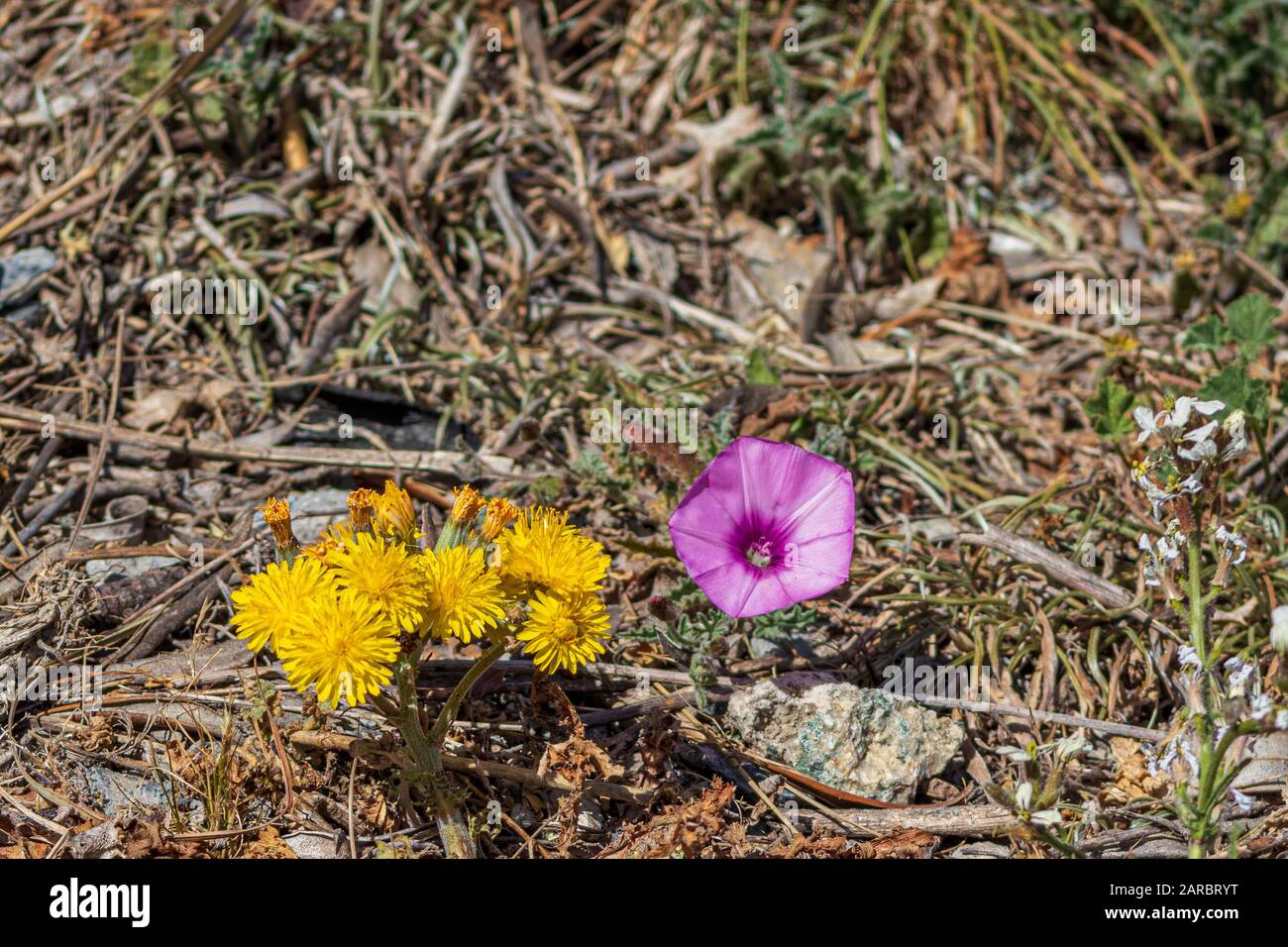 Wild Flowers of Andalusia Spain Stock Photo