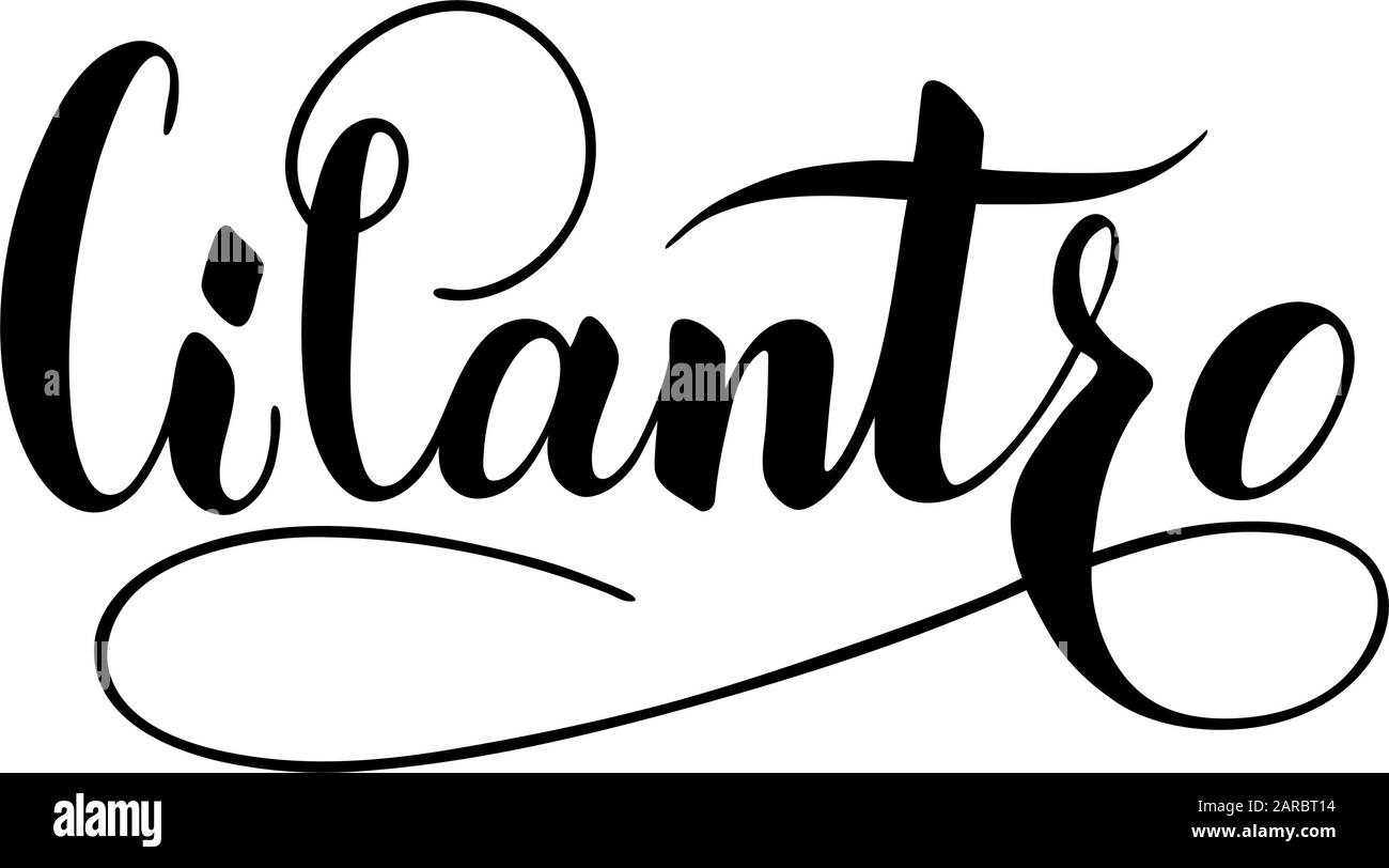 Vector hand written cilantro text isolated on white background. Kitchen