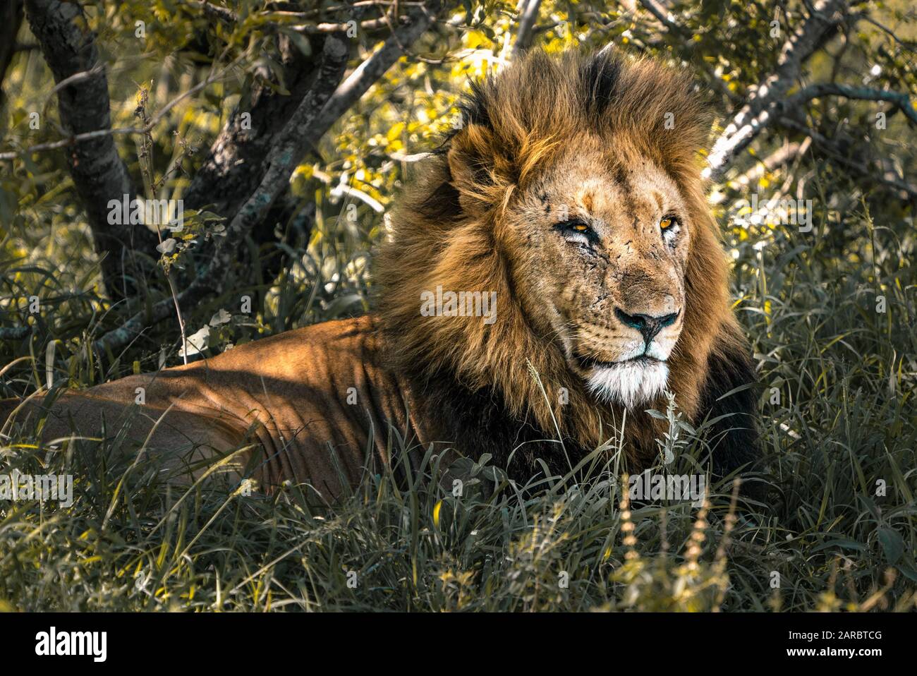 Male Lion with scars rests in wilderness, Kruger National Park South Africa Stock Photo