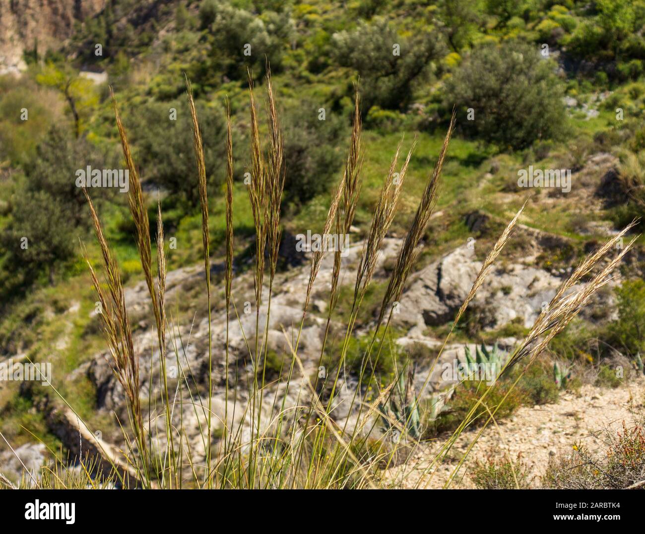Stipellula capensis, Cape Ricegrass Stock Photo
