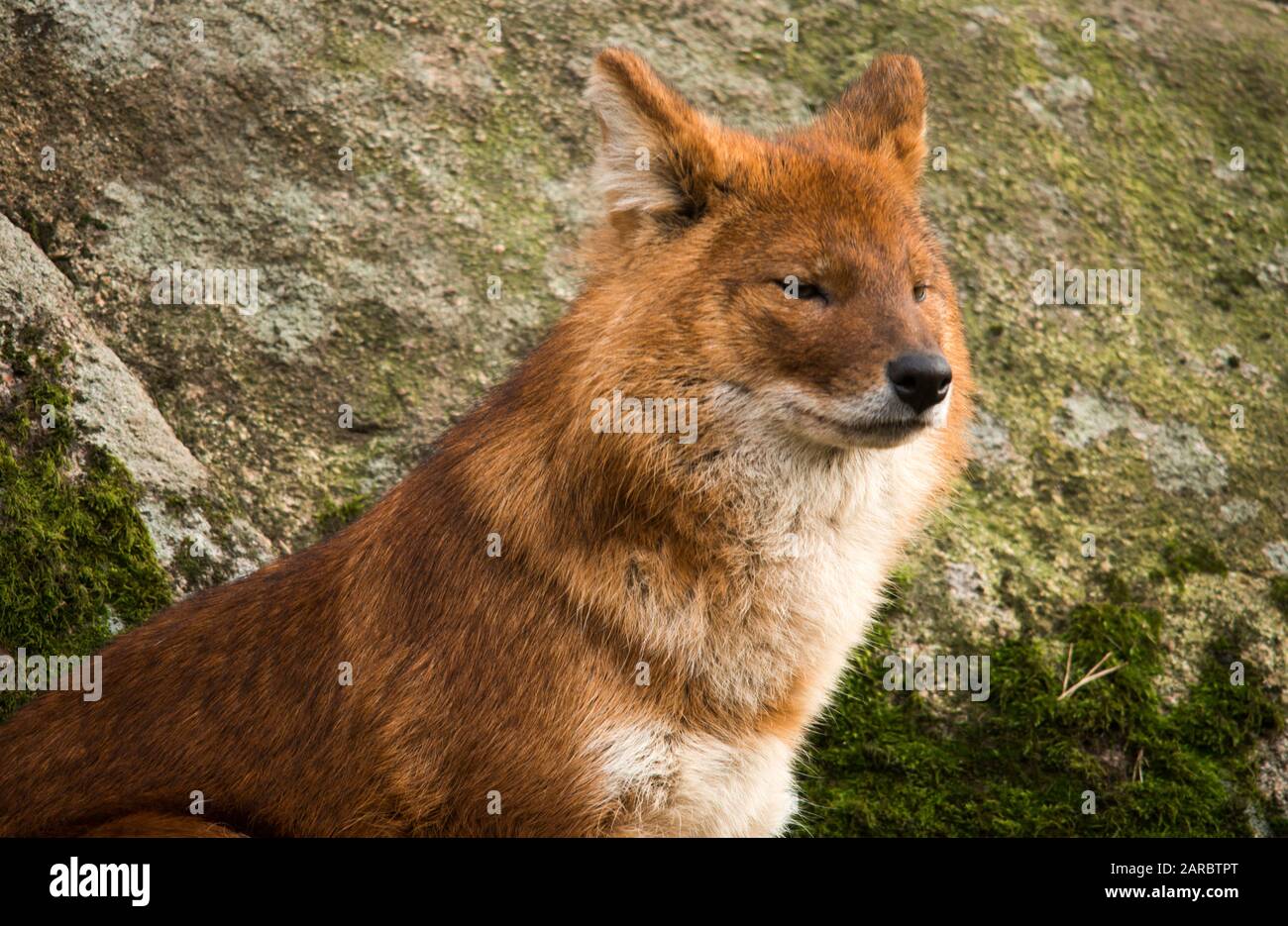 The dhole /doʊl/ (Cuon alpinus) is a canid native to Central, South, and Southeast Asia. Other English names for the species include Asian wild dog, A Stock Photo