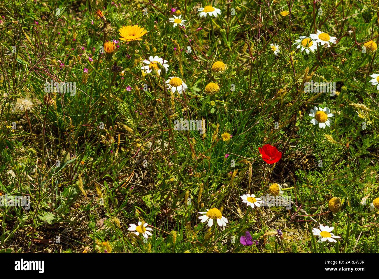 Wild Flowers in a Meadow in the Spanish countryside Stock Photo