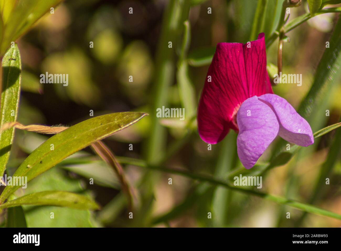 Lathyrus clymenum,  Spanish Vetchling Flower Stock Photo