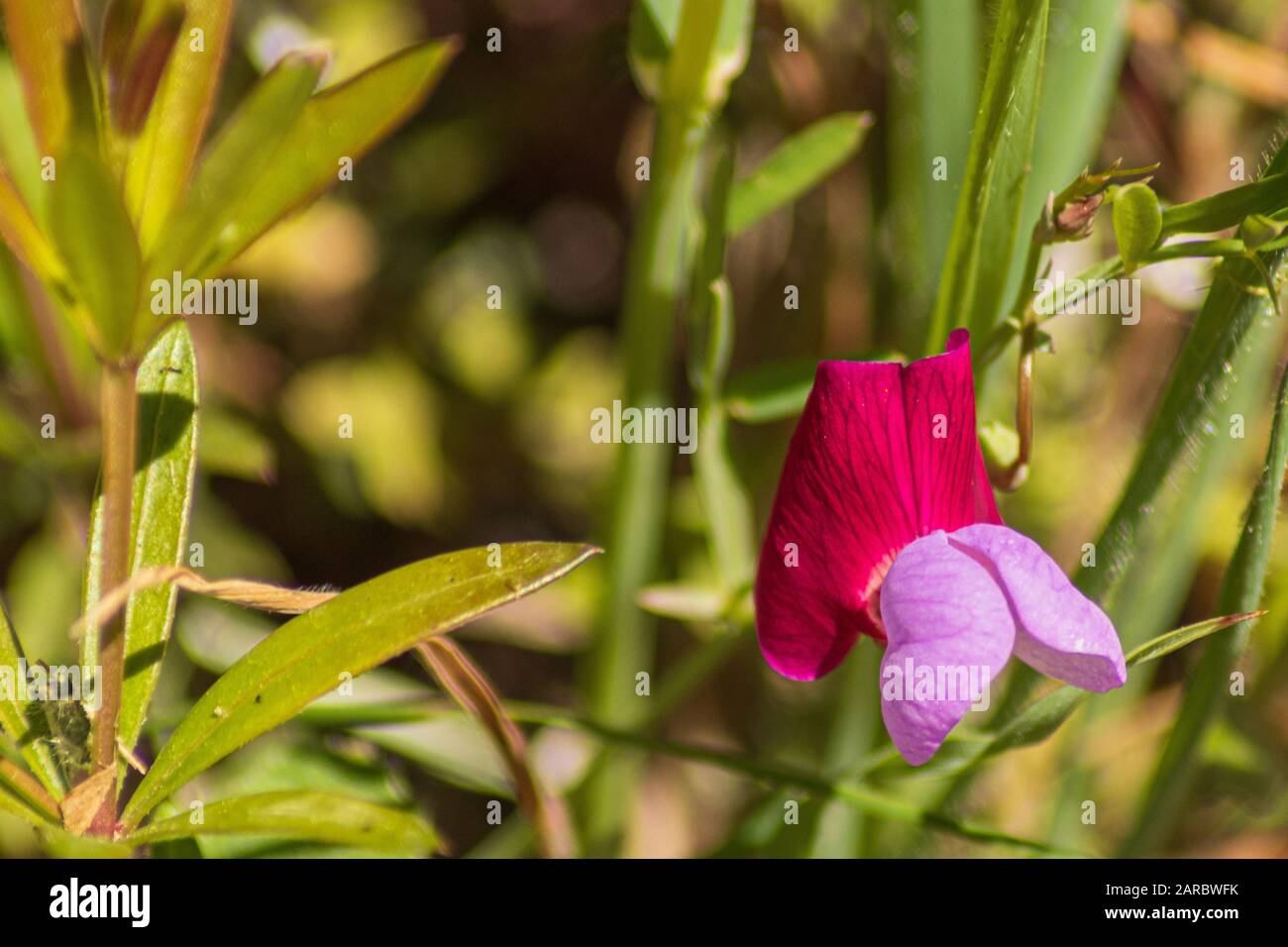 Lathyrus clymenum,  Spanish Vetchling Flower Stock Photo