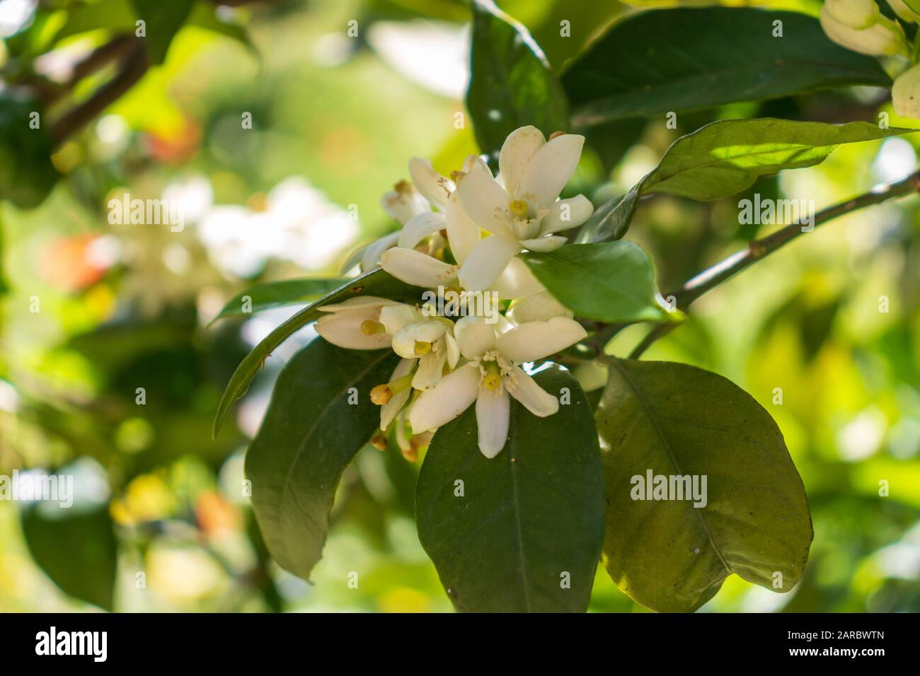Clementine Tree in Blossom Stock Photo Alamy