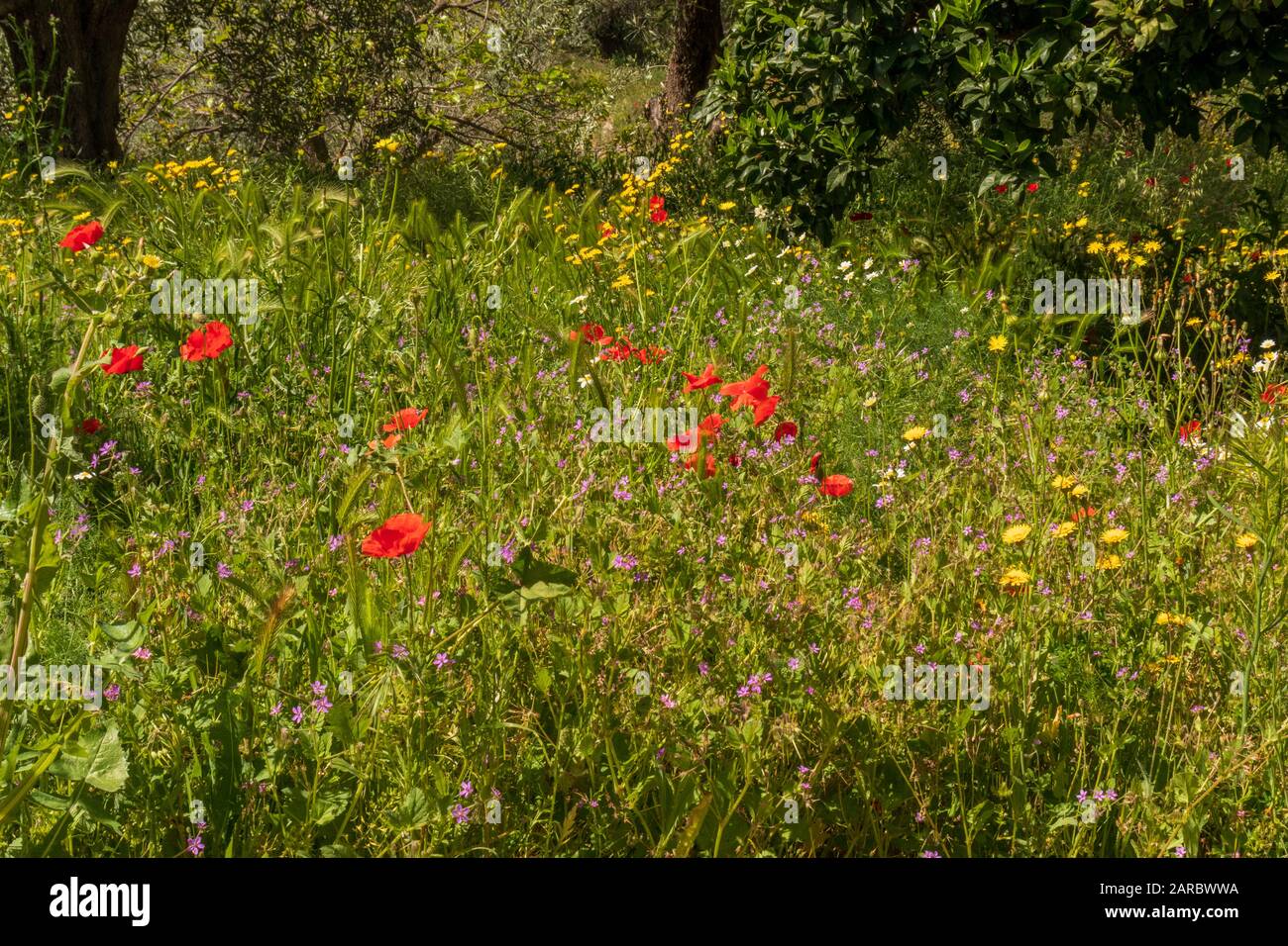 Wild Flowers in a Meadow in the Spanish countryside Stock Photo