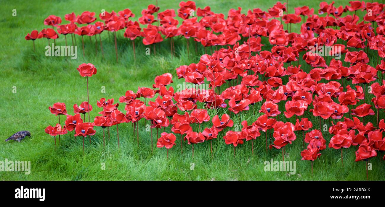 Poppies from Blood Swept Lands and Seas of Red installation at The Tower of London marking 100 years since the 1st World War. Stock Photo