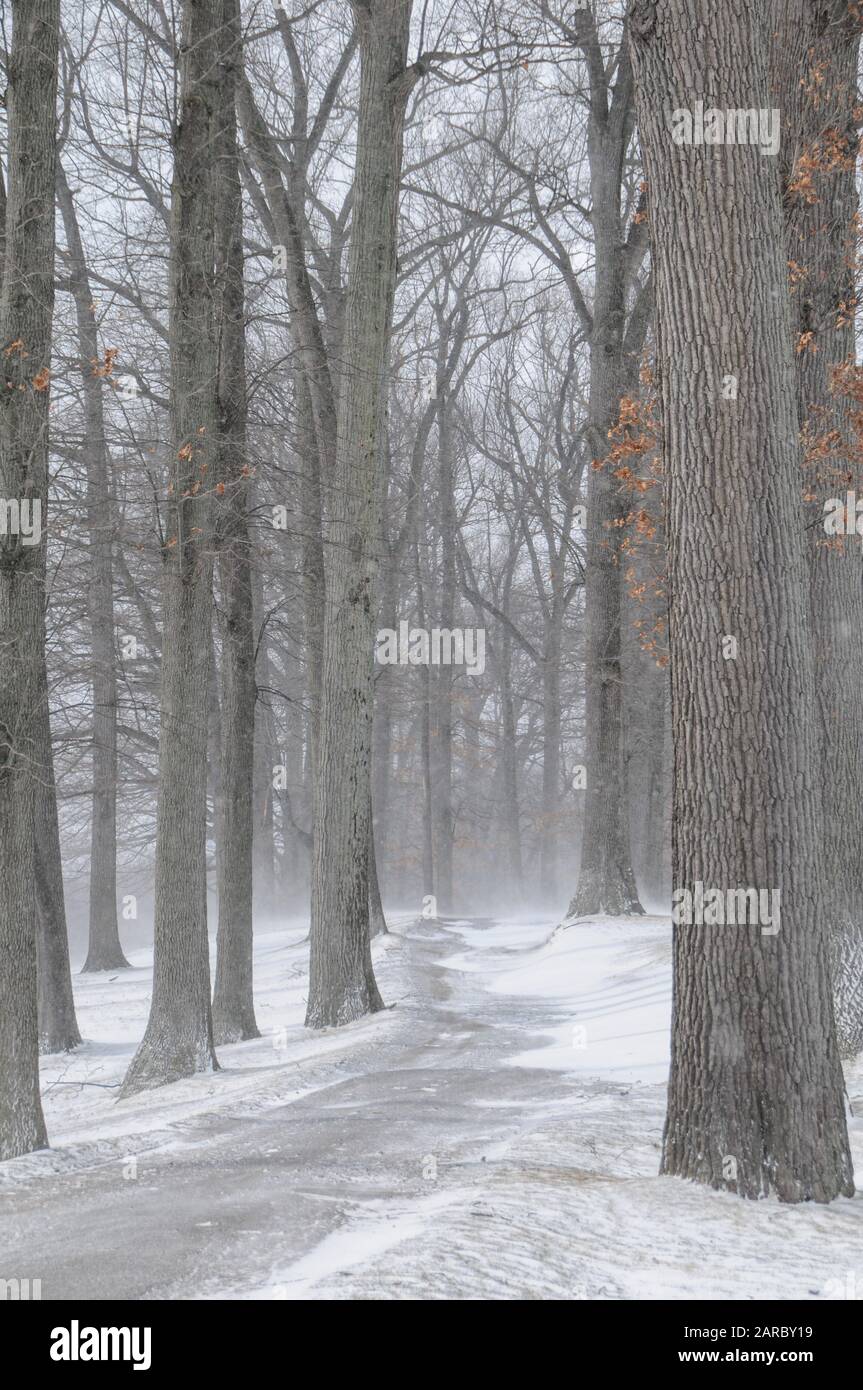 Blowing and drifting snow forms a fog among the trees. Stock Photo