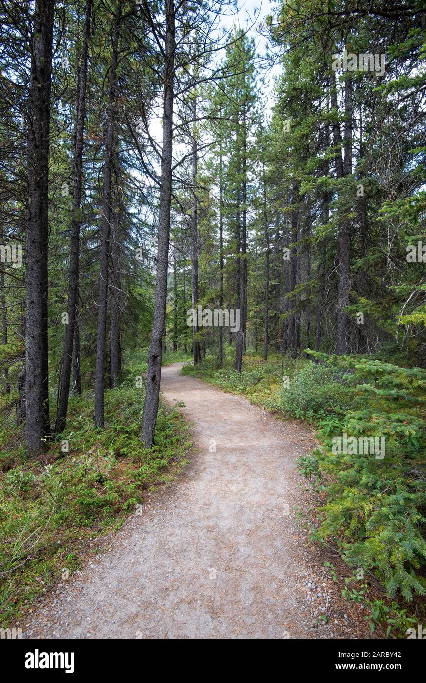Landscape with a hiking trail through a pine forest. Stock Photo