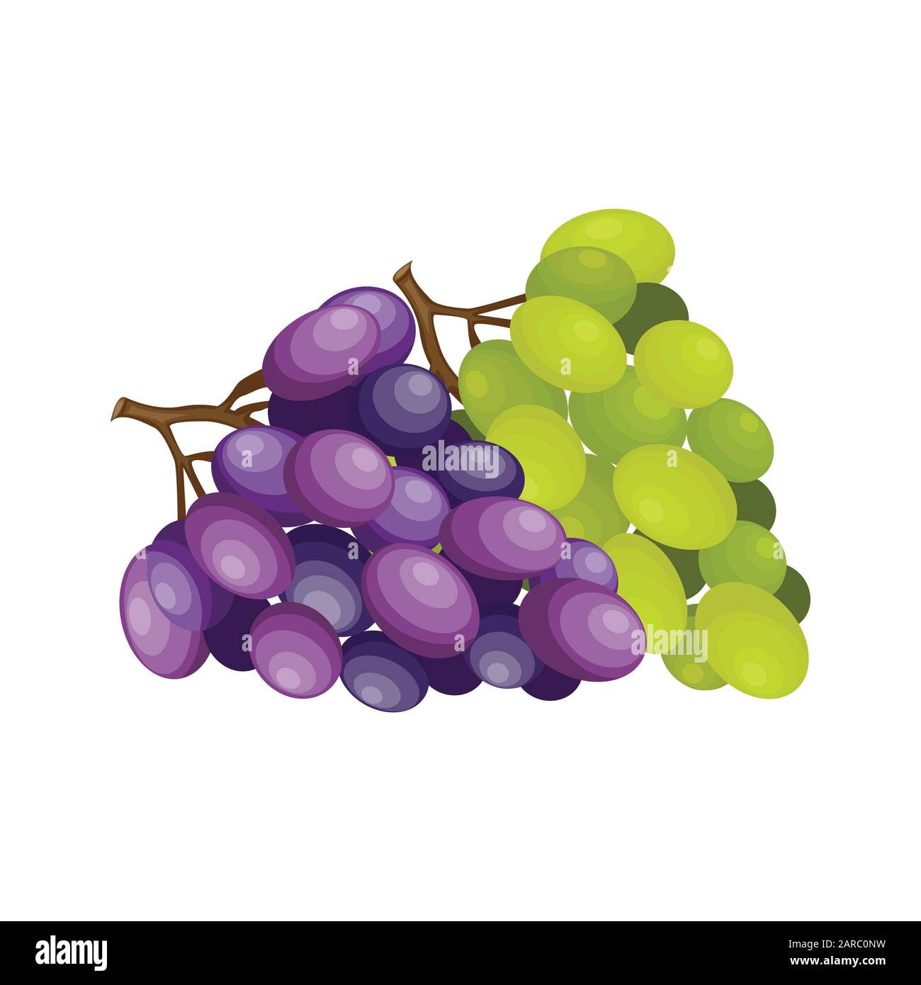 Banches of green and purple grapes, vector illustration Stock 