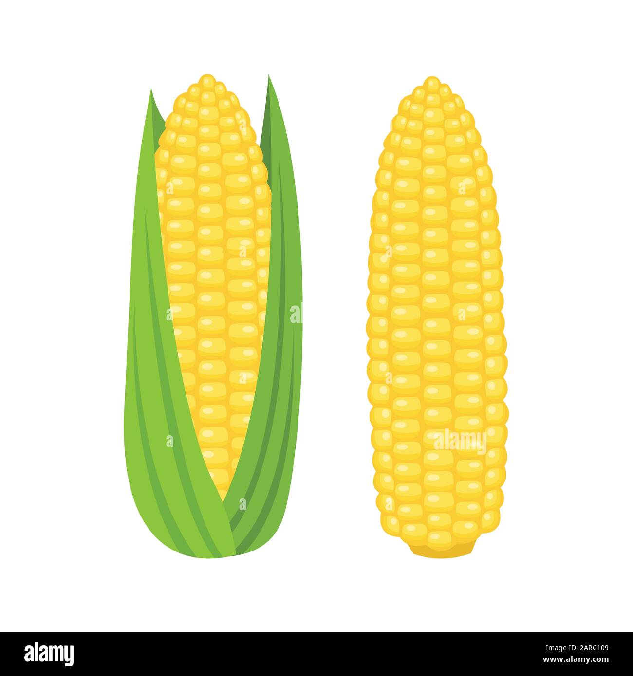 Corn cobs on white background, vector illustration Stock Vector Image & Art Alamy