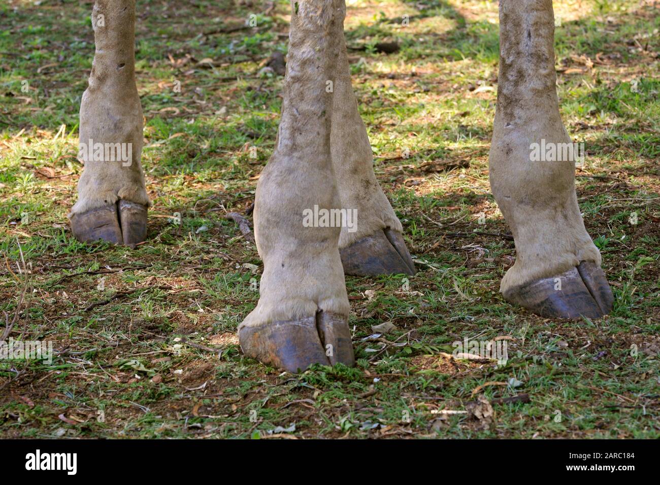 Giraffe hoof close-up, Lion & Safari Park, Gauteng, South Africa Stock ...