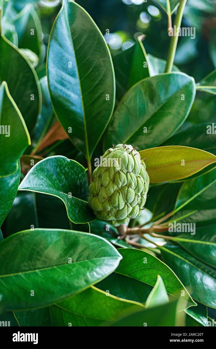 Magnolia fruit after flowering close up. Magnolia Grandiflora, southern magnolia or bull bay. Fruits and leaves close up. Stock Photo