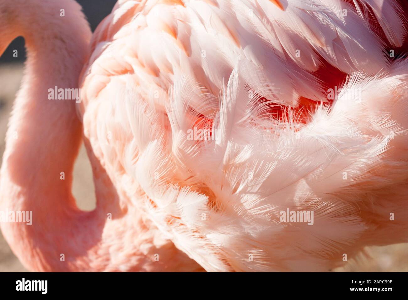 The Texture of Flamingo Feathers, Flamingos are tall, pink …