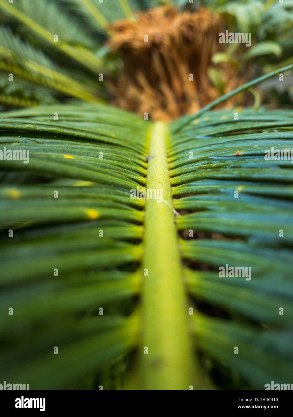 Strong green leaves hi-res stock photography and images - Alamy