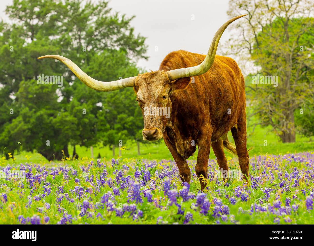 Texas Longhorn Stock Photo