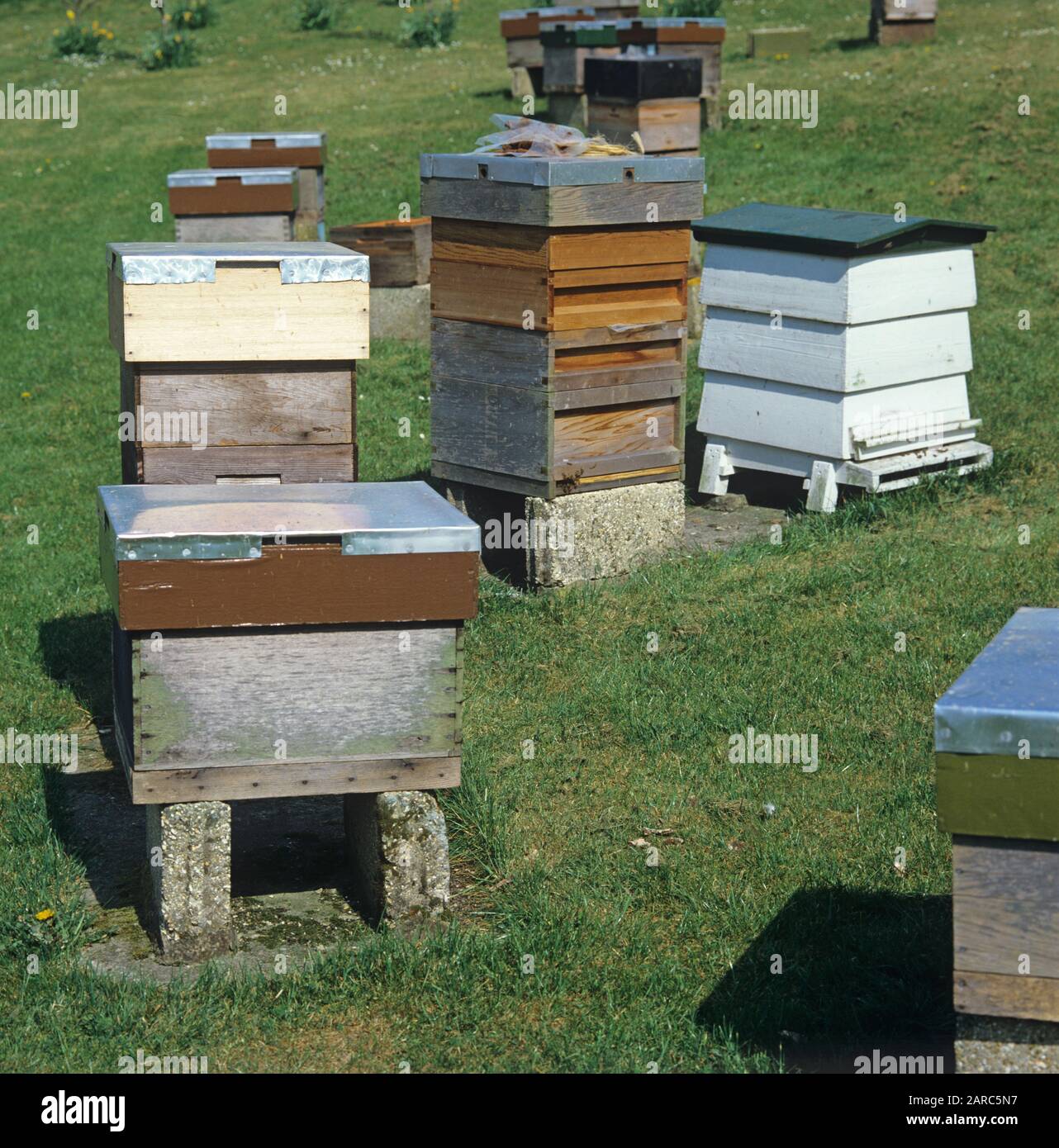 National, WBC and various different types & sizes of beehive used in honey production for demonstations and tuition Stock Photo