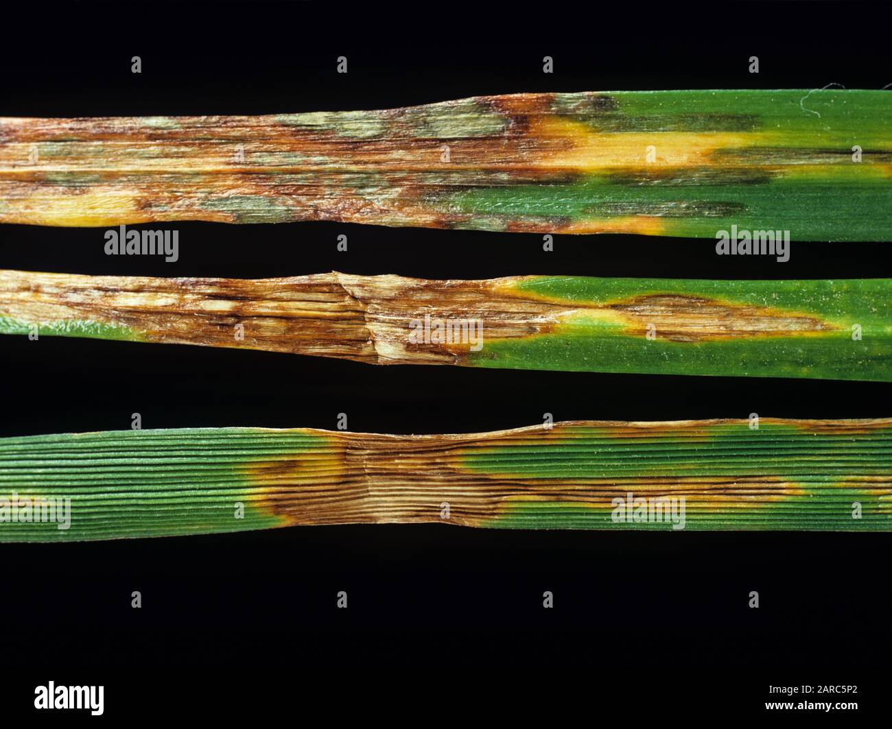 Leaf blotch (Rhynchosporium secalis) fungal disease lesions on ryegrass (Lolium perenne) leaves Stock Photo