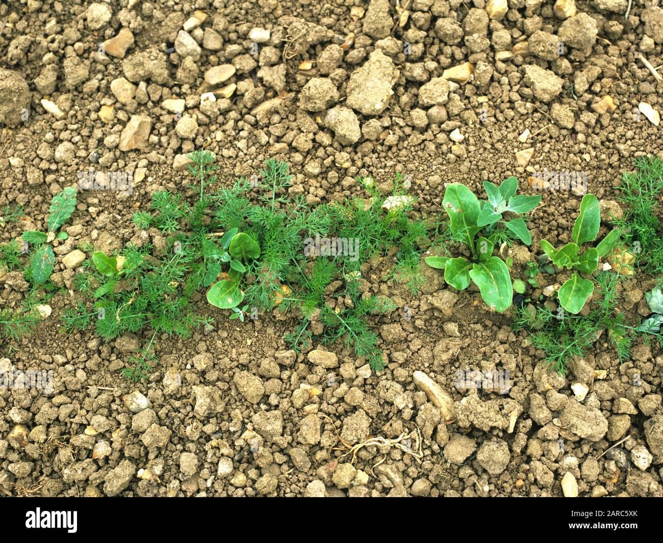 Seedling scentless mayweed (Tripleurospermum inodorum) and other broad-leaved weeds  in a seedlng sugar beet row after interrow cultivation Stock Photo