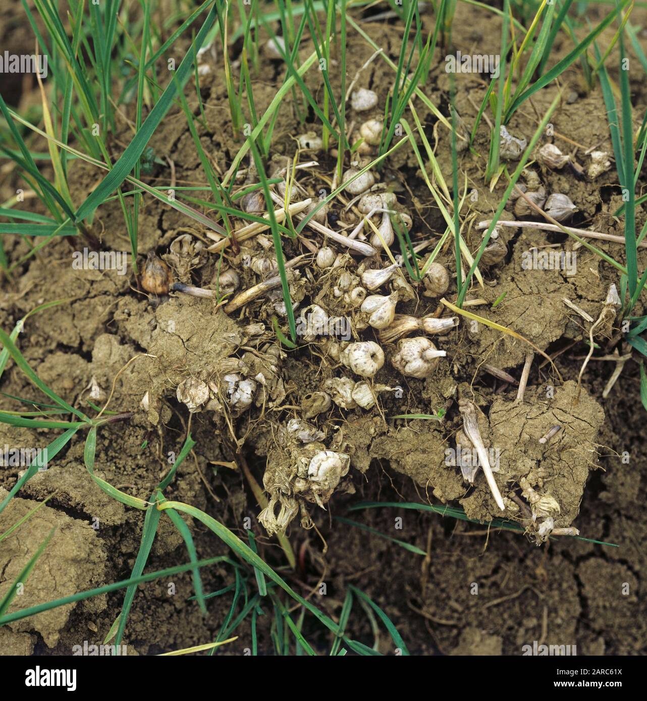 Onion couch or false oat grass (Arrhenatherum elatius) grass weed culms