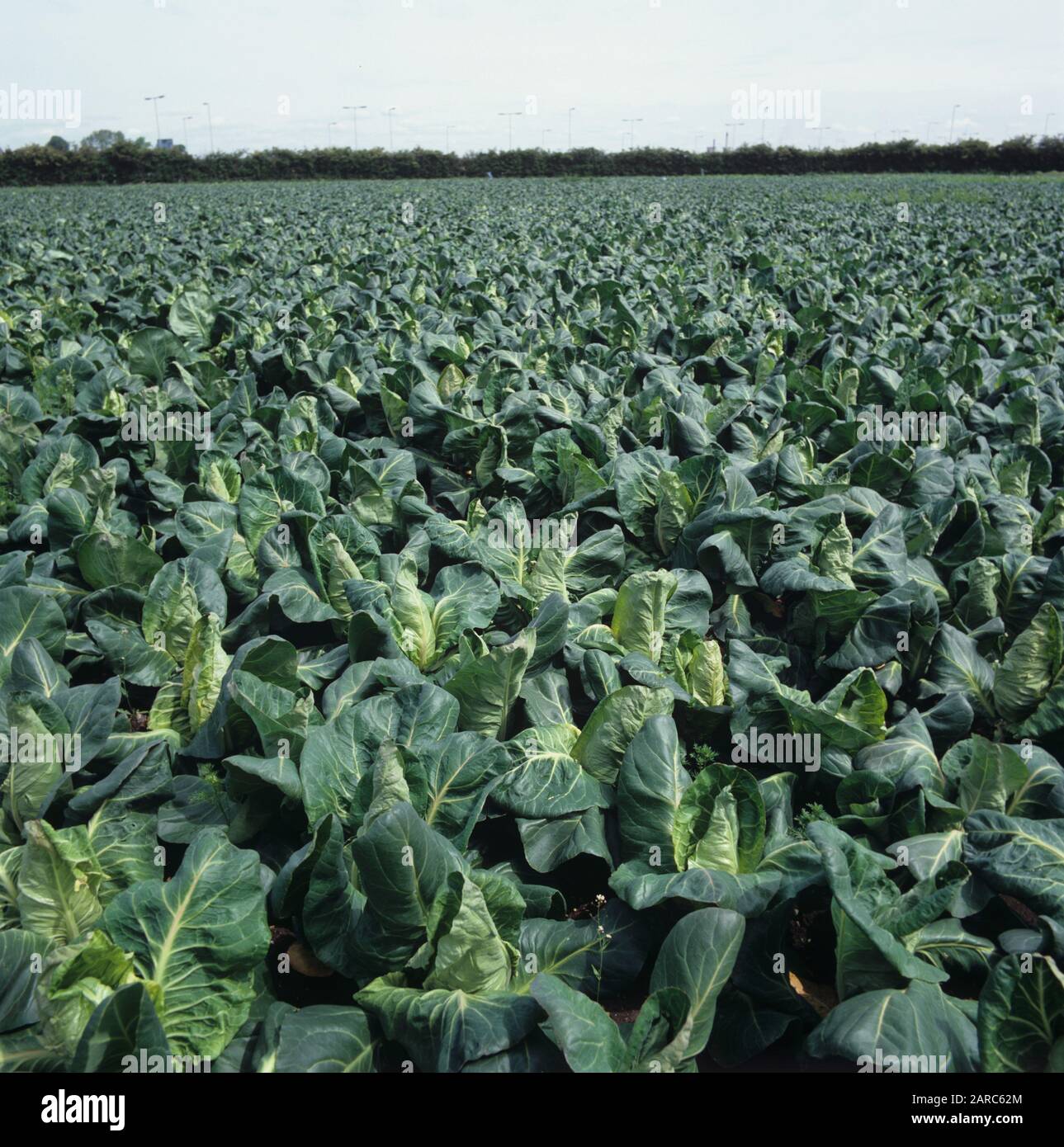 Maturing summer pointed cabbage crop, leaf vegetable greens in a market garden farm, Berkshire Stock Photo