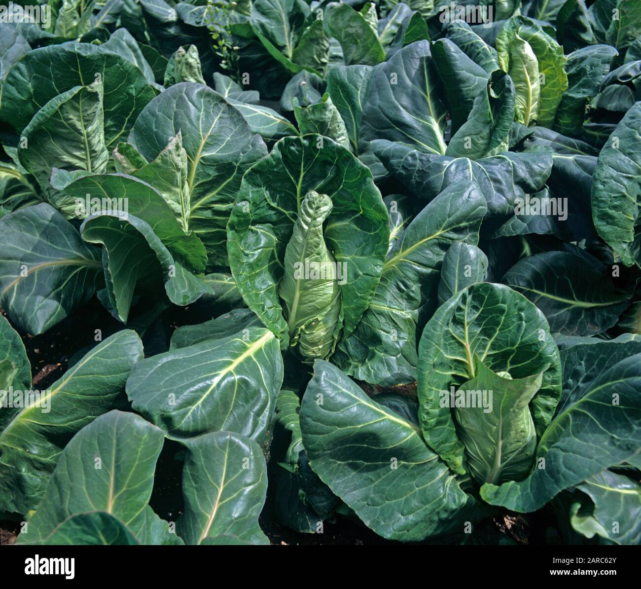 Maturing summer pointed cabbage crop, leaf vegetable greens in a market garden farm, Berkshire Stock Photo