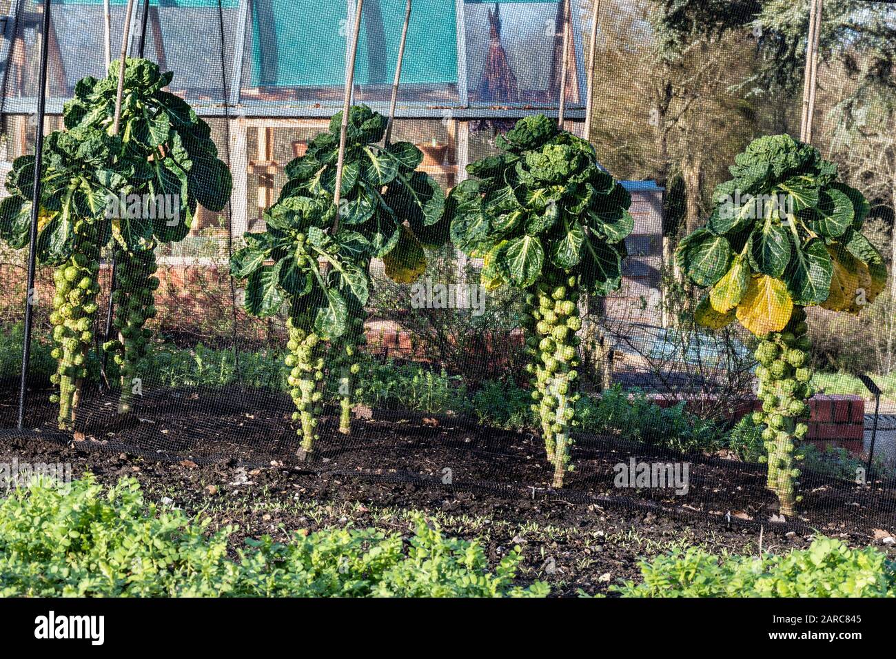 BRUSSEL SPROUTS Kitchen garden winter vegetable garden allotment, Brussel Brussels sprouts 'Cascade' under protective cage mesh netting, to protect vegetable crop from pests. Traditional wooden potting greenhouse in background. Allotment kitchen garden vegetable patch Brussels Sprouts plants growing Brassica oleracea (Gemmifera Group)  in late winter light growing behind enviromesh insect protection mesh It is a member of the Gemmifera Group of cabbages, grown for its edible buds A stalwart among winter vegetables in cool temperate climates Grown under insect-proof mesh or horticultural fleece Stock Photo